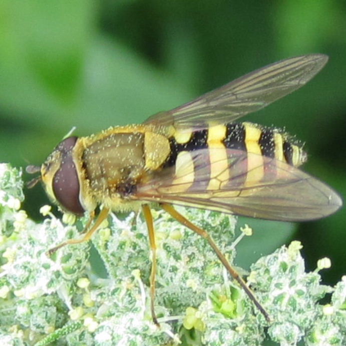 Syrphus species hoverfly