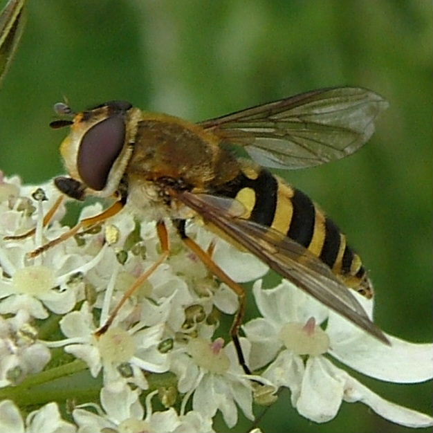 Syrphus type hoverfly
