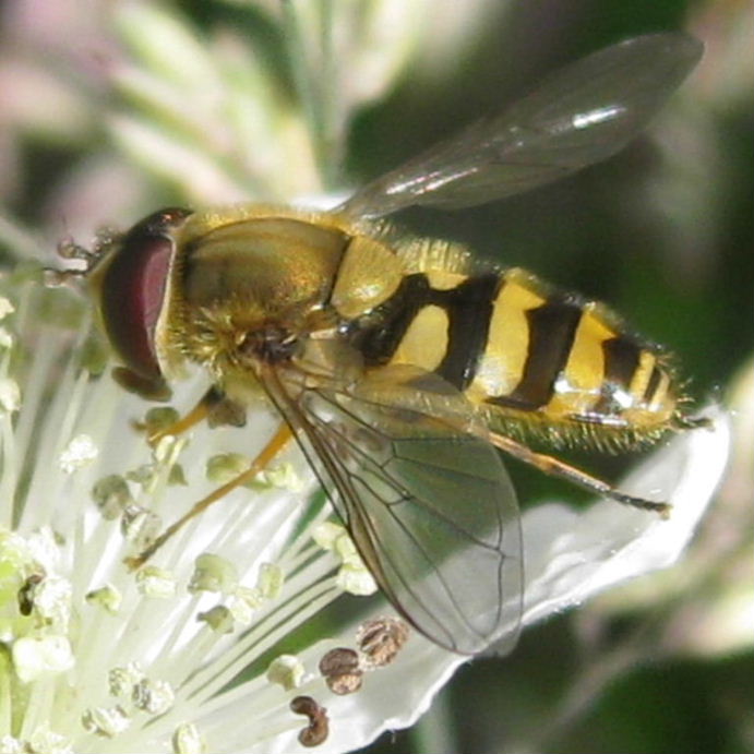 Syrphus species hoverfly