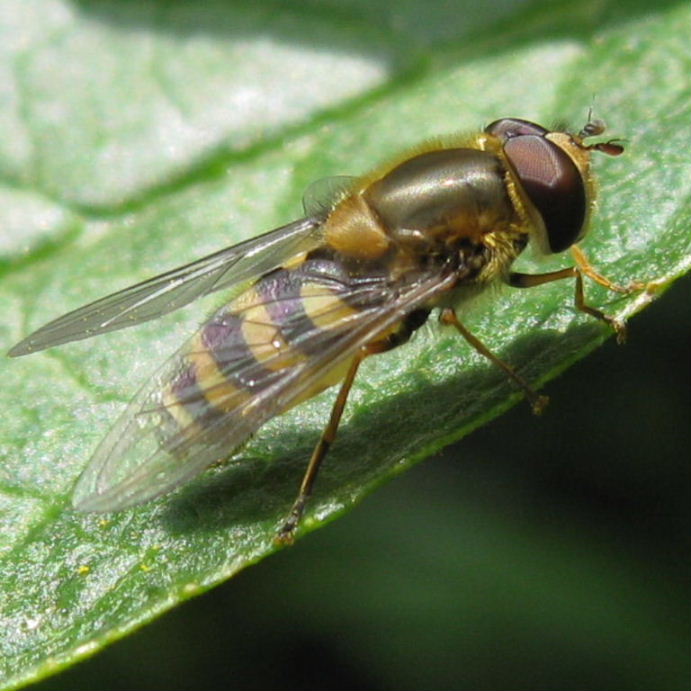 Syrphus ribesii hoverfly