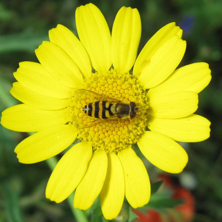 Syrphus ribesii hoverfly