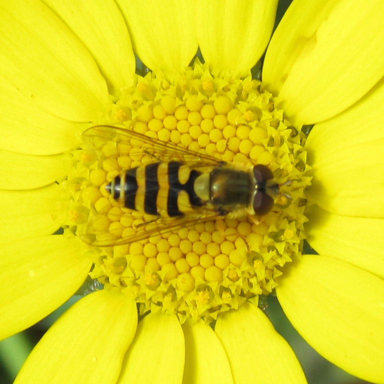 Syrphus ribesii hoverfly