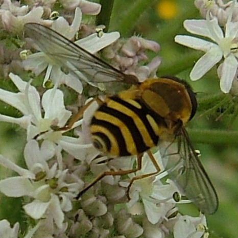 Syrphus ribesii hoverfly