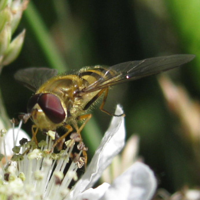 Syrphus ribesii hoverfly