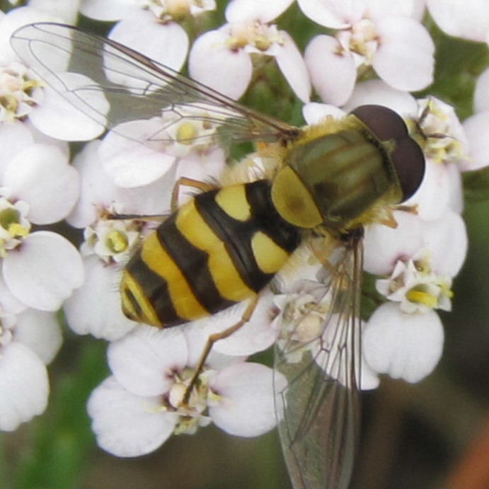 Syrphus type hoverfly