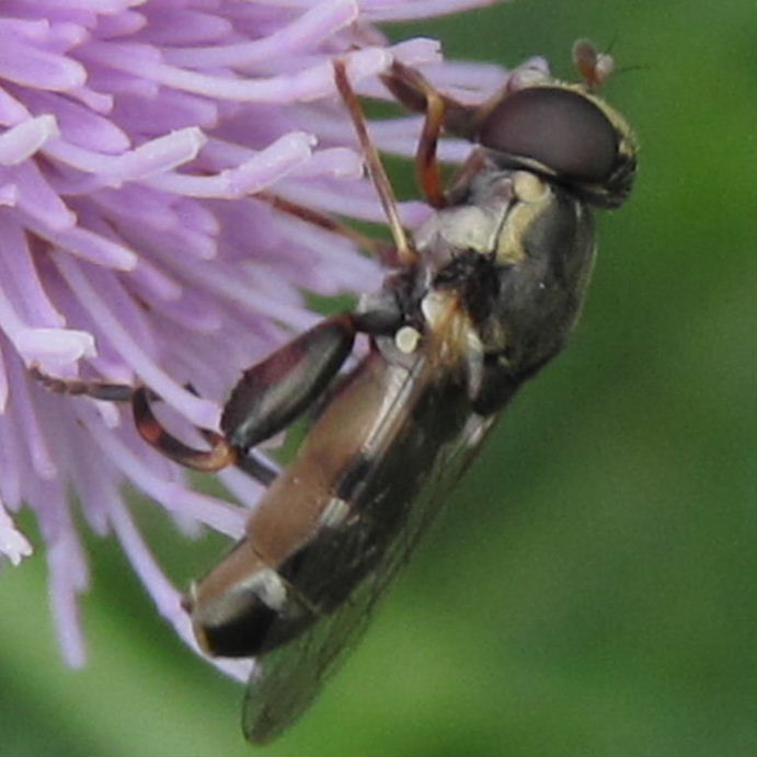 Thick-legged hoverfly