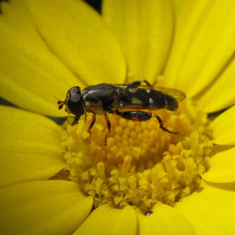Thick-legged hoverfly
