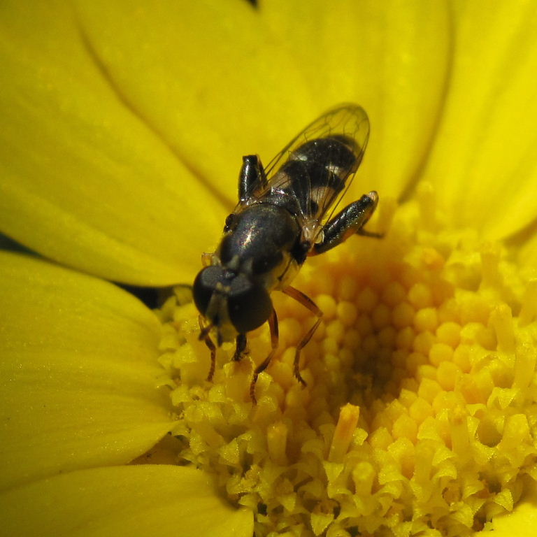 Thick-legged hoverfly