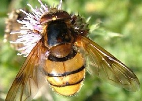 Volucella inanis Hoverfly