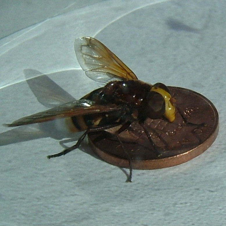 Volucella zonaria hoverfly