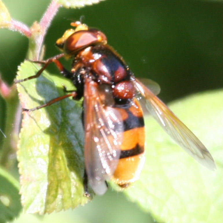 Volucella zonaria hoverfly