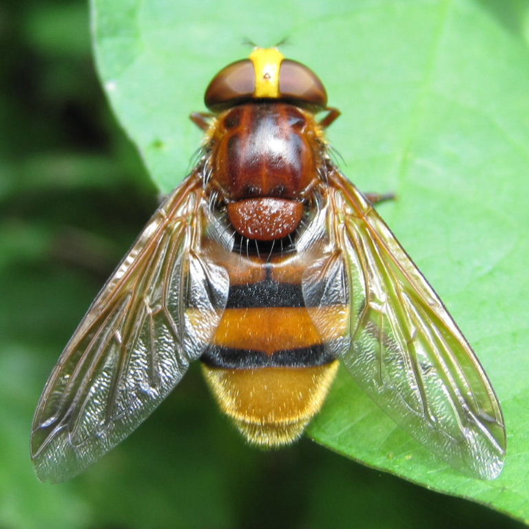 Volucella Zonaria Hoverfly
