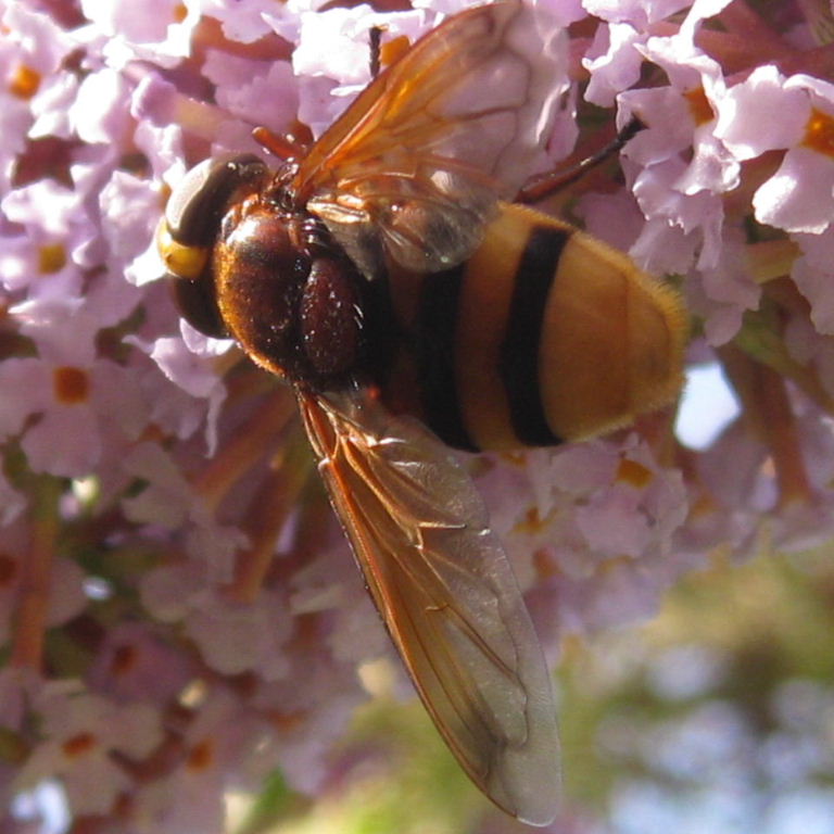 Volucella zonaria hoverfly