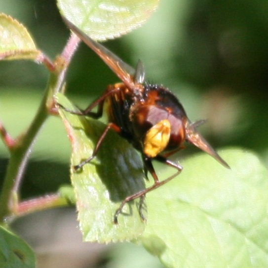 Volucella zonaria hoverfly face