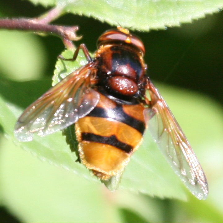 Volucella zonaria hoverfly male