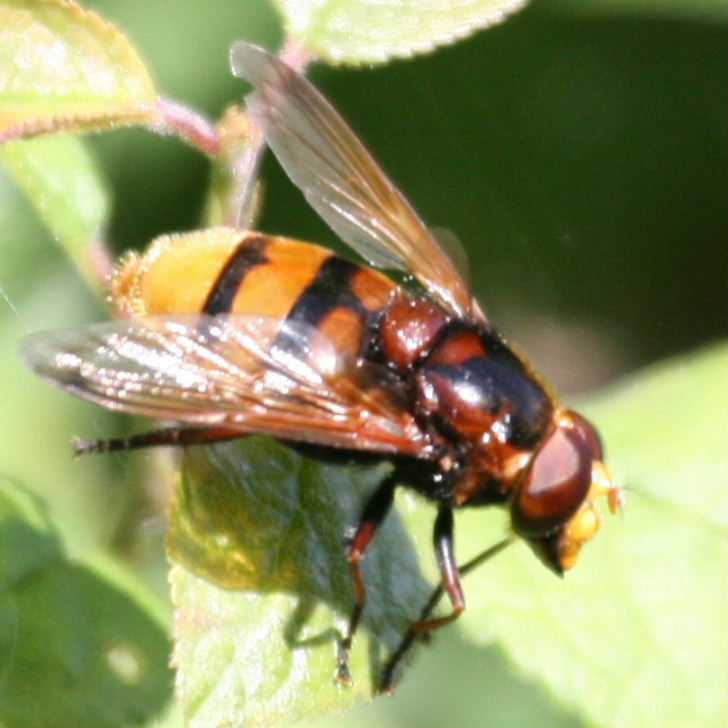 Volucella zonaria hoverfly