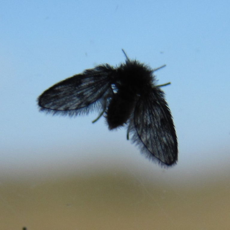 Moth fly