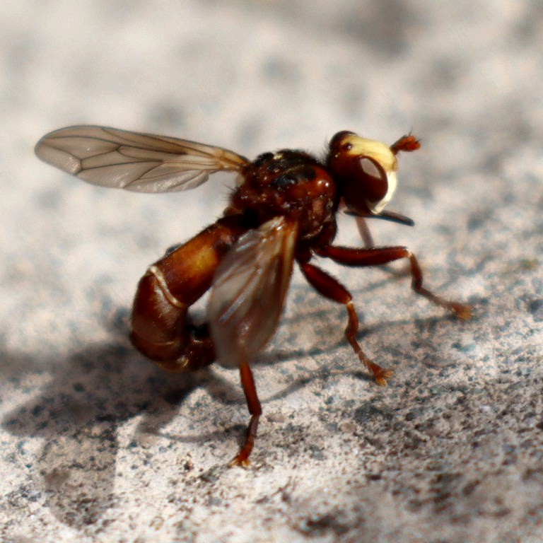 Sicus ferrugineus Fly