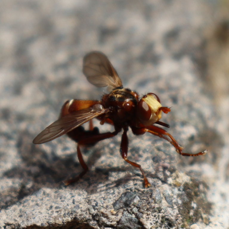 Sicus ferrugineus Fly