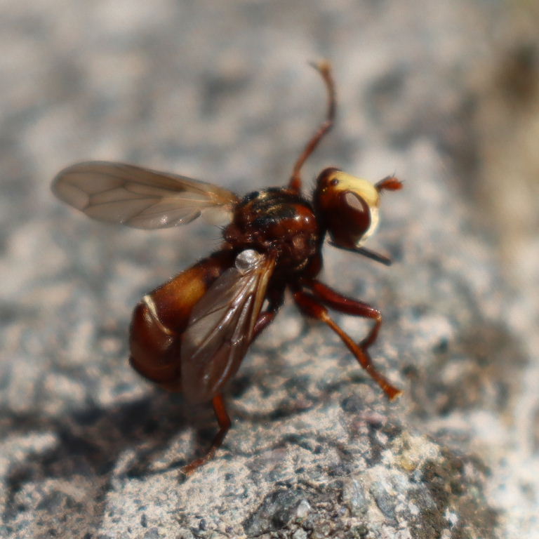 Sicus ferrugineus Fly