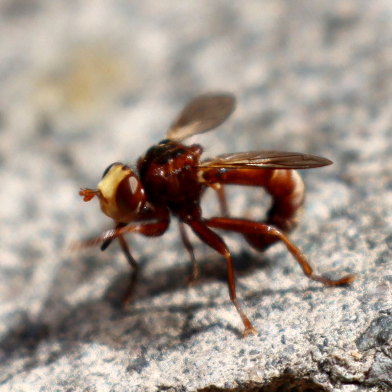 Sicus ferrugineus Fly