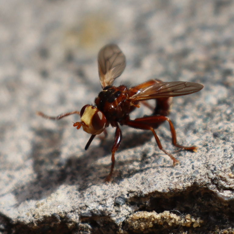 Sicus ferrugineus Fly