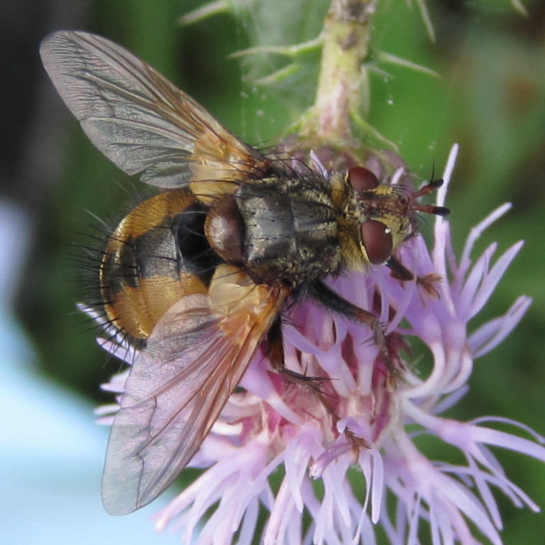 Tachinid Fly Tachina fera