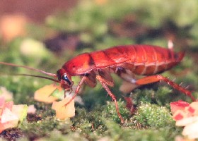 American Cockroach nymph