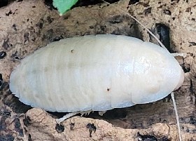 albino Hissing Cockroach