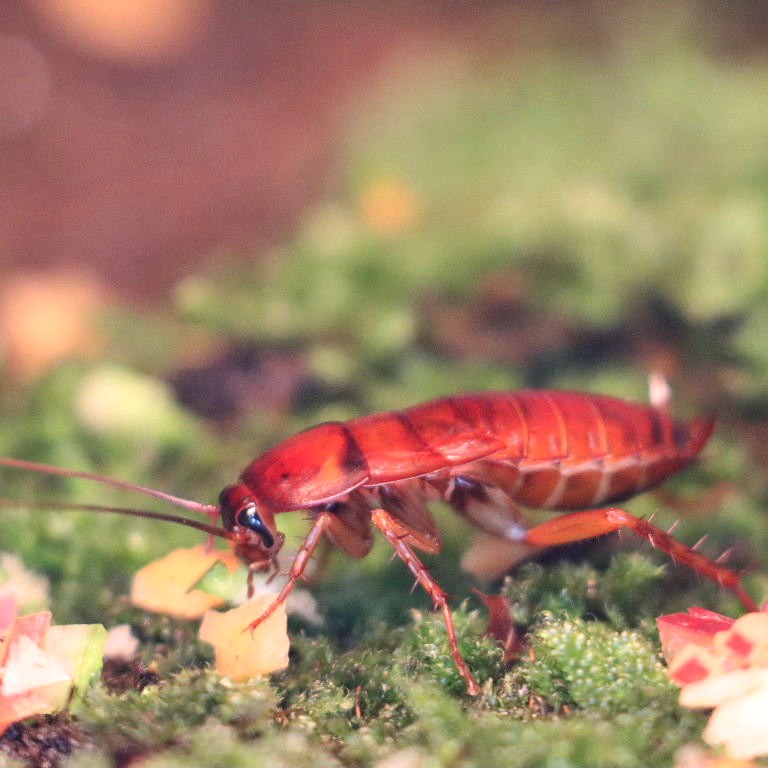 American Cockroach red nymph