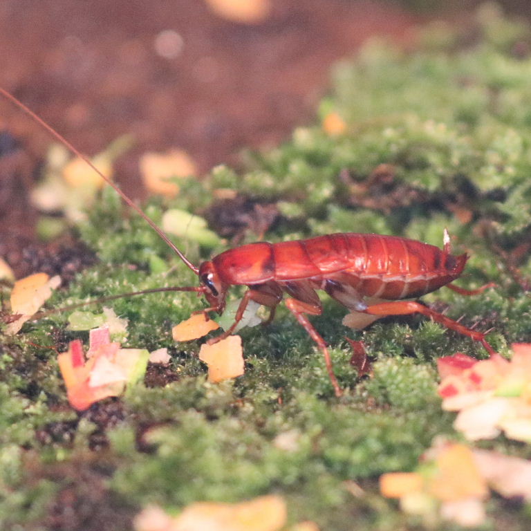 American Cockroach red nymph