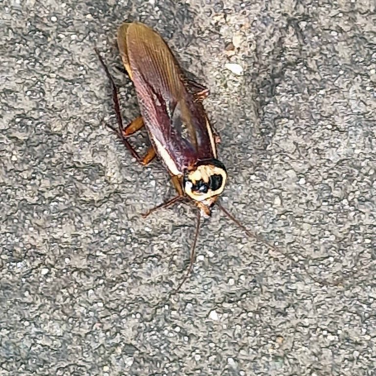 Australian Cockroach