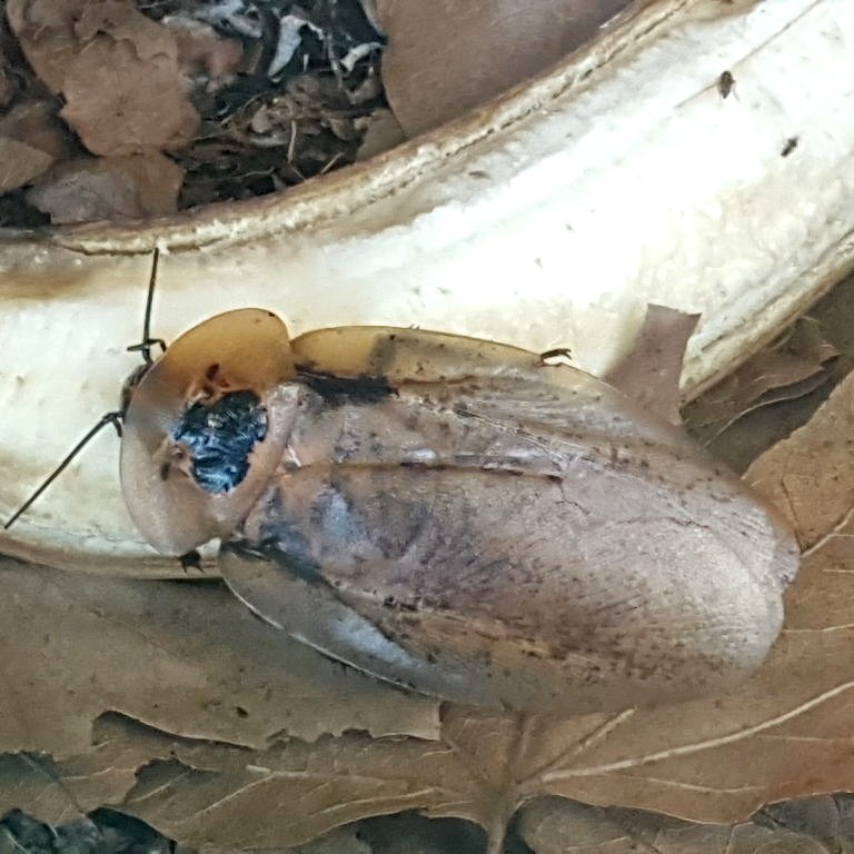 Bullshead Cockroach
