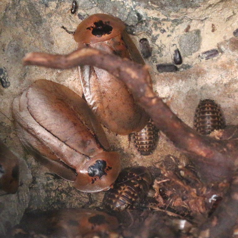 Bull's Horn Cockroach