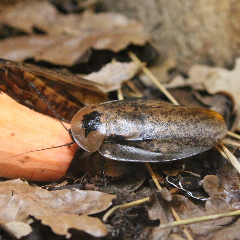 Peppered Cockroach