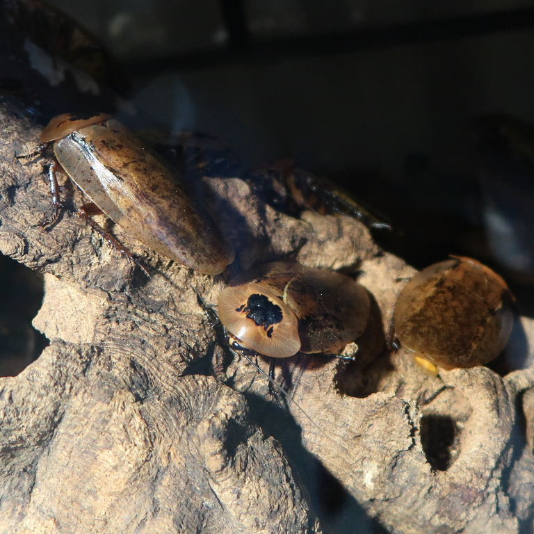 Bull's Horn Cockroach