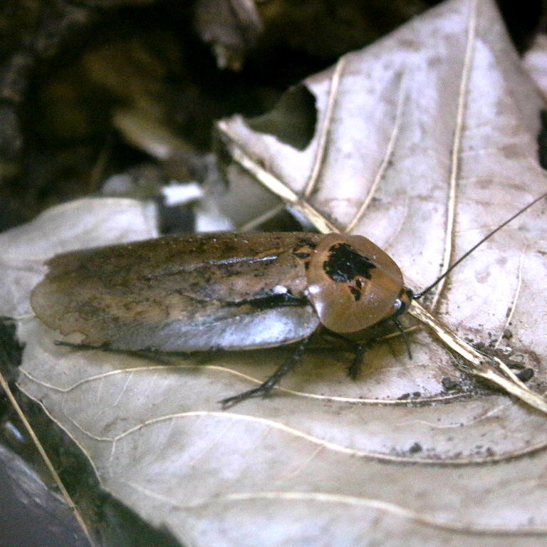 Bullshead Cockroach