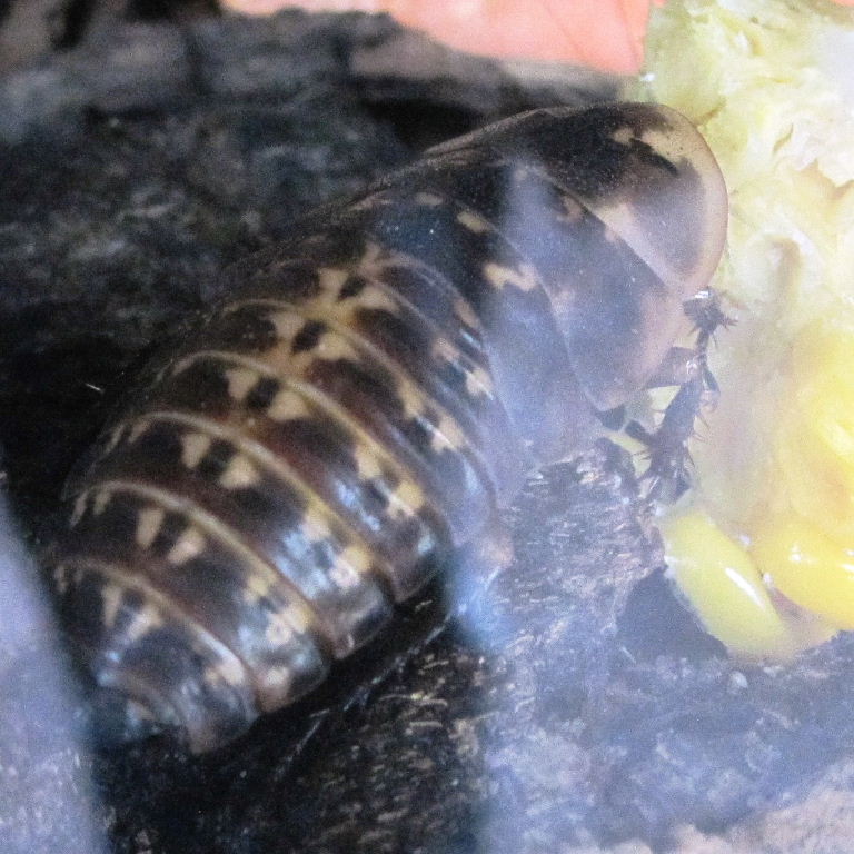 Bull's Horn Cockroach nymph