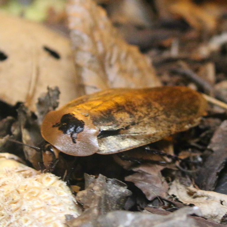 Bull's Horn Cockroach