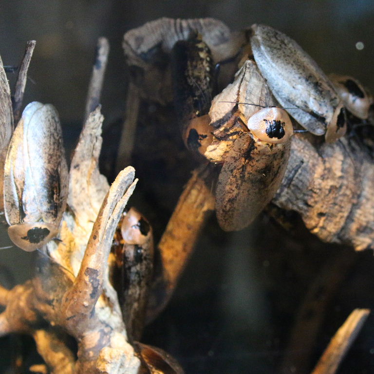 Bull's Horn Cockroach