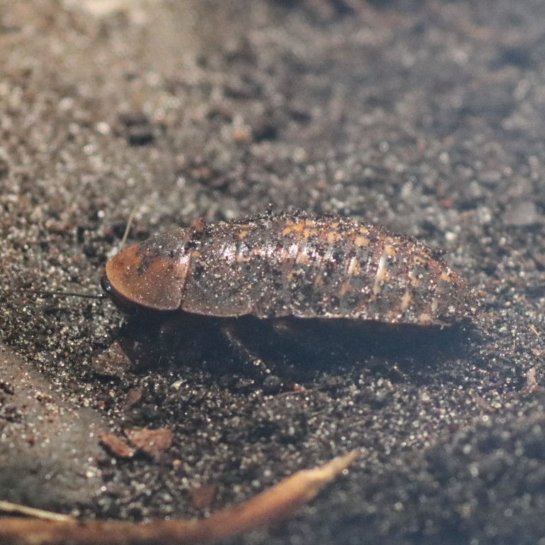 Peppered Cockroach