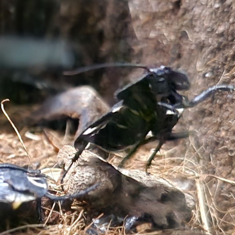 Indian Domino Cockroach