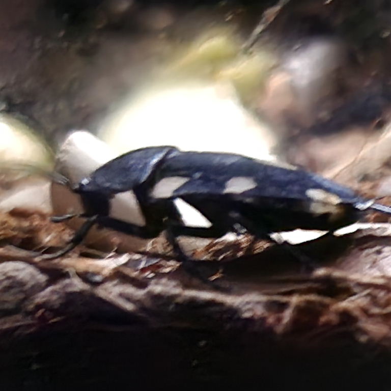 Indian Domino Cockroach