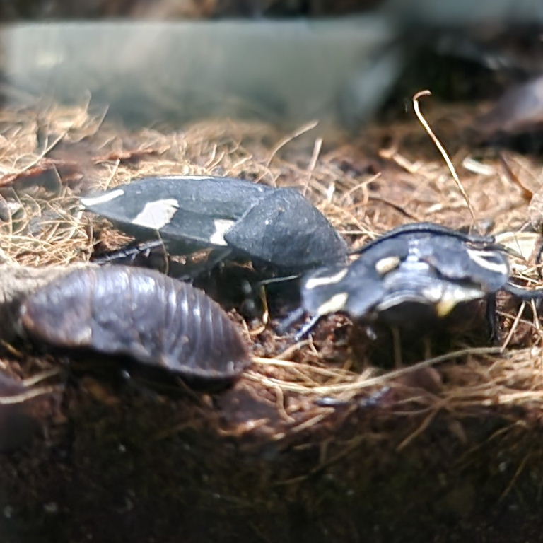 Indian Domino Cockroach