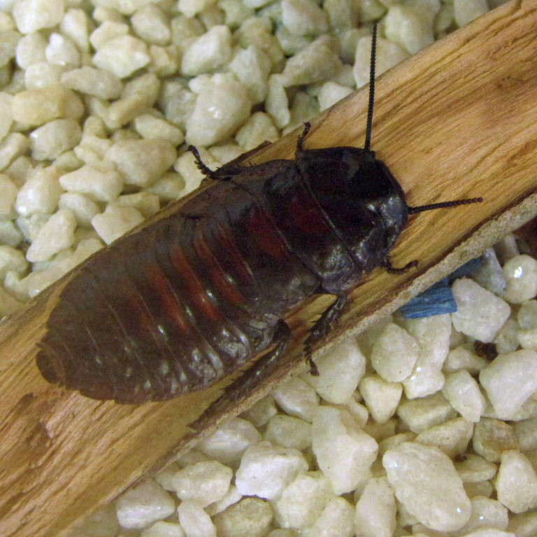 Flat-horned Hissing Cockroach