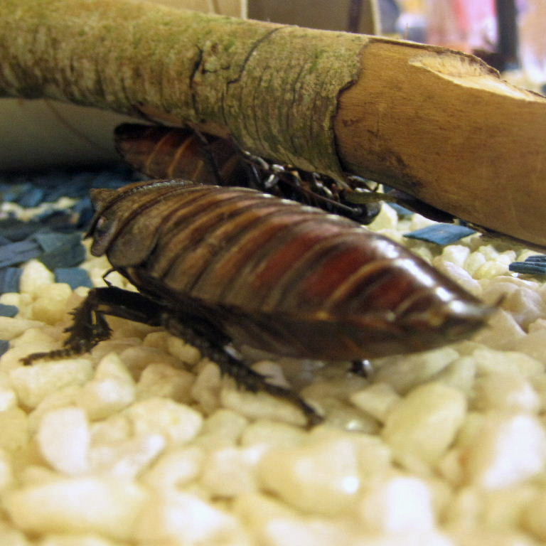 Flat-horned Hissing Cockroach