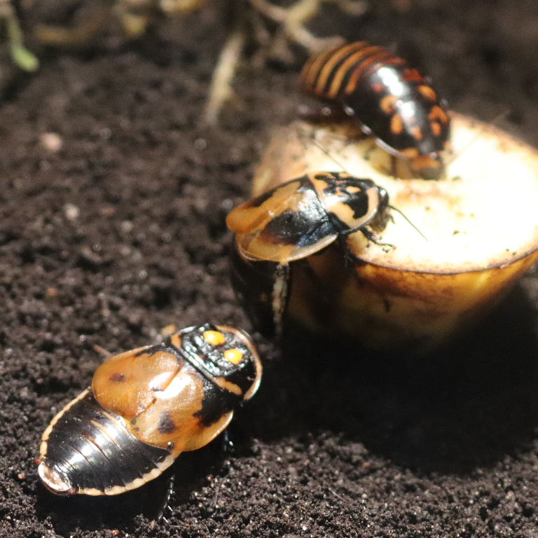 Warty Glowspot Cockroach