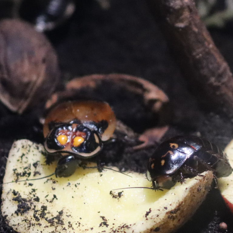 Warty Glowspot Cockroach