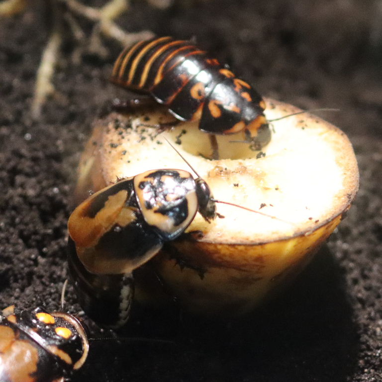 Warty Glowspot Cockroach