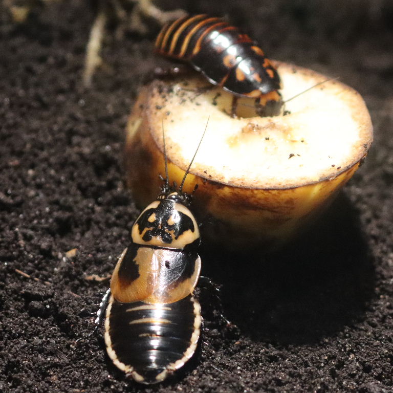 Warty Glowspot Cockroach